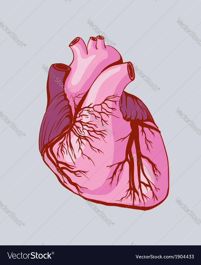 Abstract human heart sketch Royalty Free Vector Image