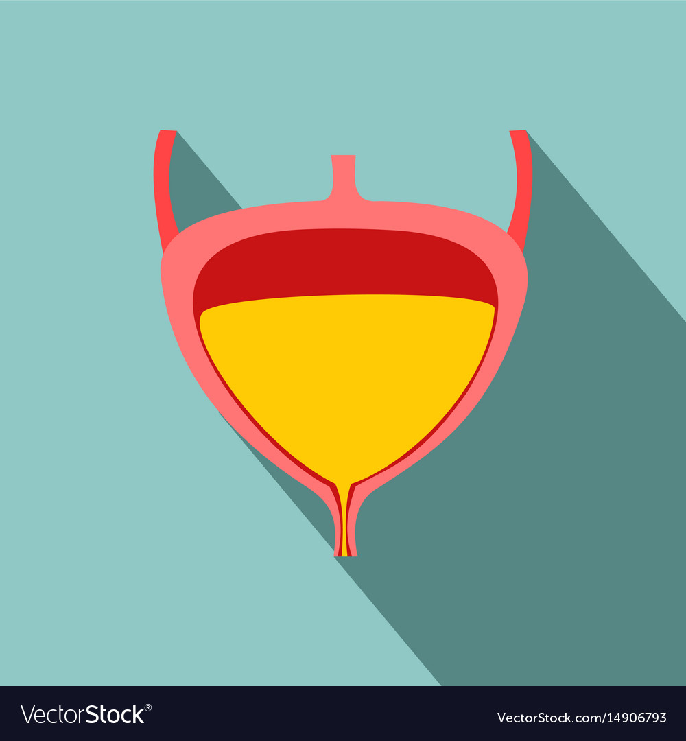 Flat modern design with shadow icons bladder Vector Image