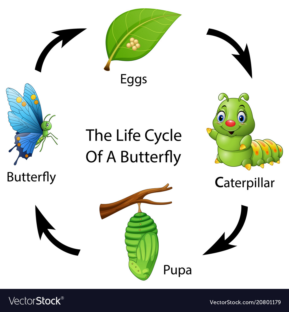 The life cycle of a butterfly Royalty Free Vector Image