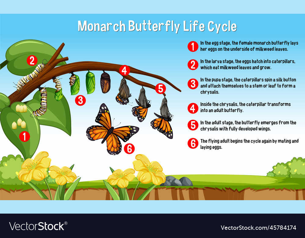 Introduction To The Monarch Butterfly Museum Of Ventura, 45% OFF