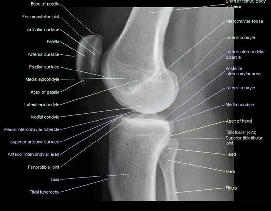 Radiographic Positioning Of The Knee