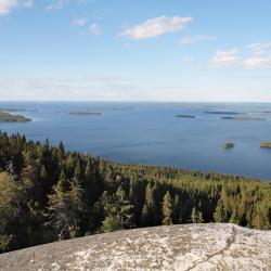 Koli