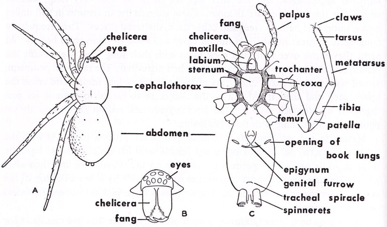 Spider Anatomy Diagram