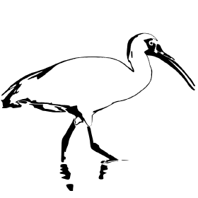 Ibis