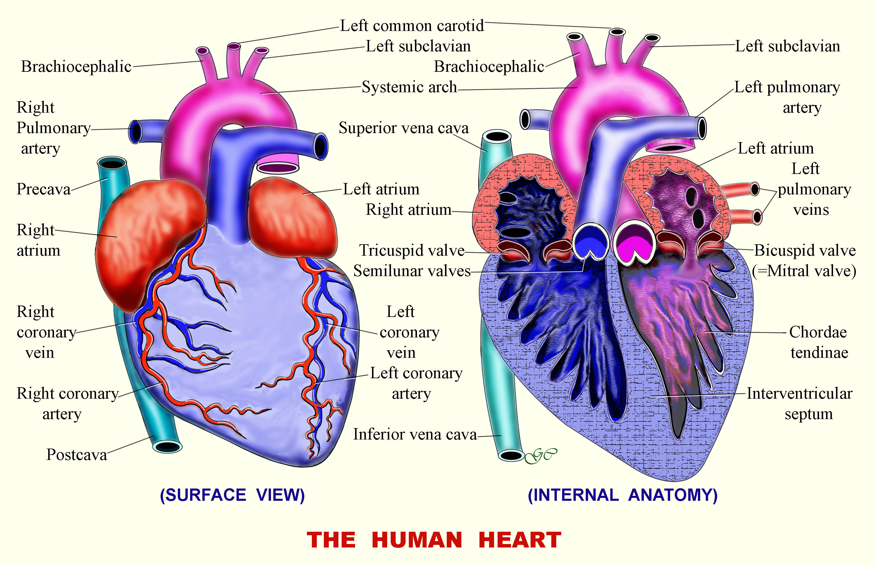 Circulatory System Diagram And Functions