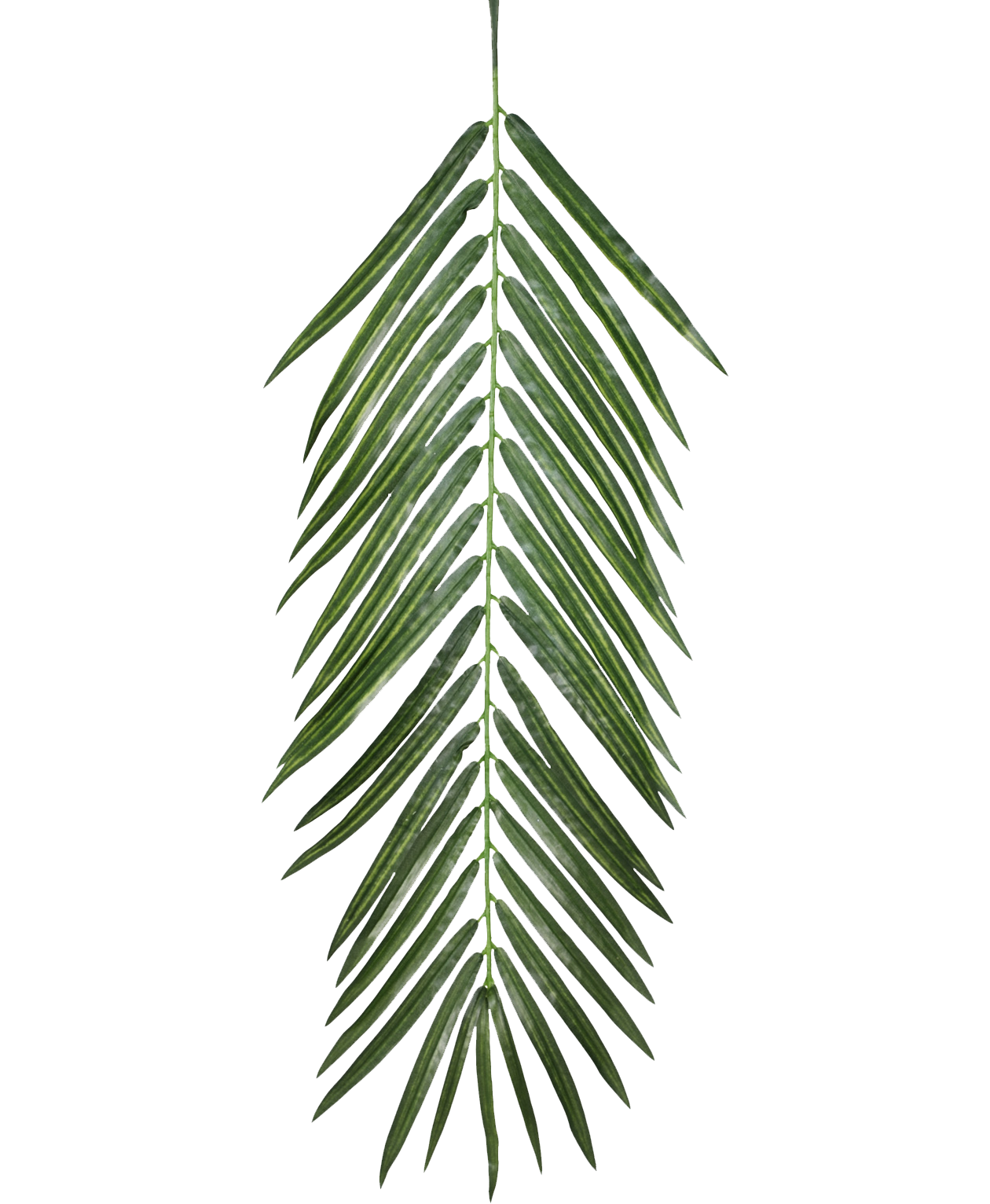 Palm Leaf Images Free ~ Arecaceae Leaf Clip Art | Bohfwasughe Wallpaper