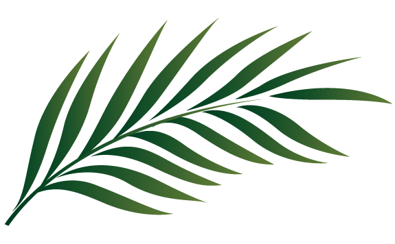 Free Palm Leaf Transparent, Download Free Palm Leaf Transparent png ...