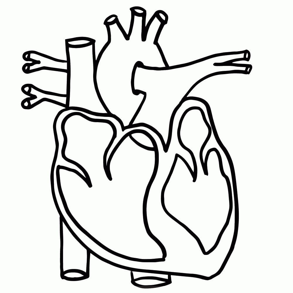 Actual Heart Drawing