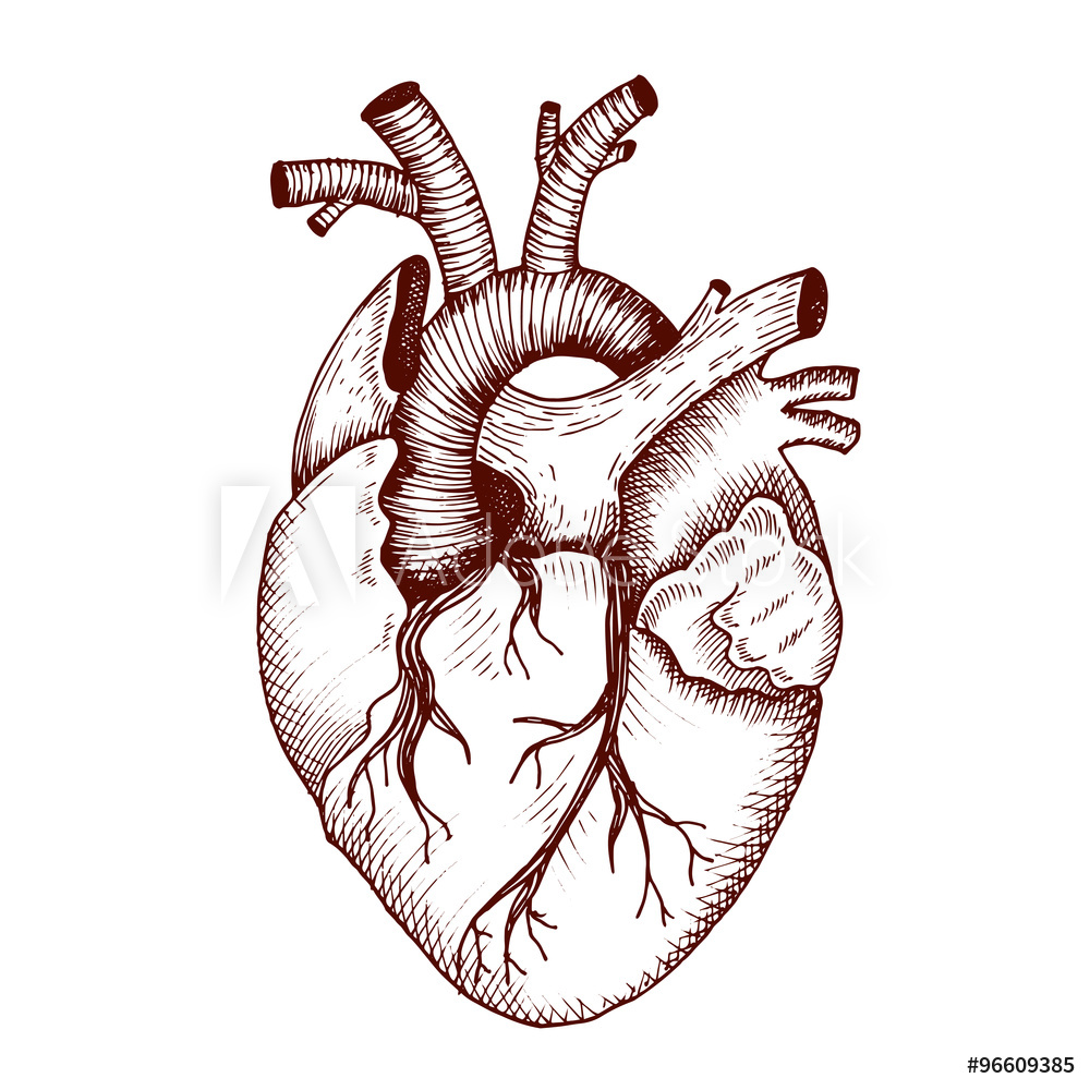 Heart Anatomy Illustration