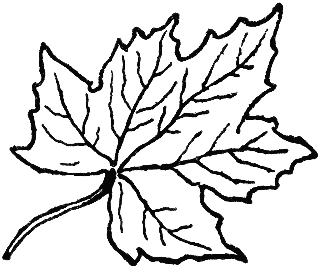 Maple leaf maple leaves clip art free clipart images 4.