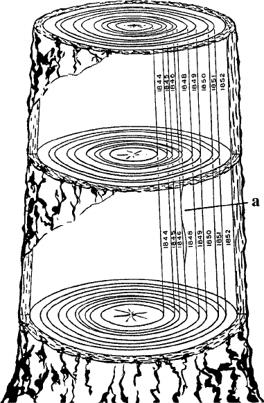 Schematic cross.