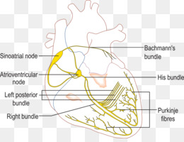 atrial fibrillation Ventricular fibrillation Medicine Clip.