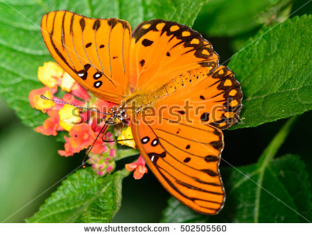 gulf fritillary butterfly clipart.