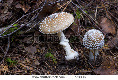 amanita Pantherina" Stock Photos, Royalty.