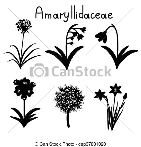 Vector Illustration of Amaryllidaceae plant family examples set.