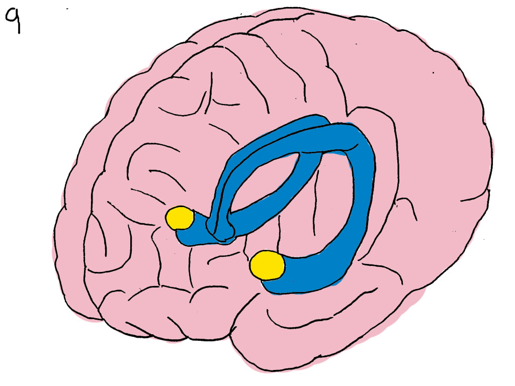 Amygdala.