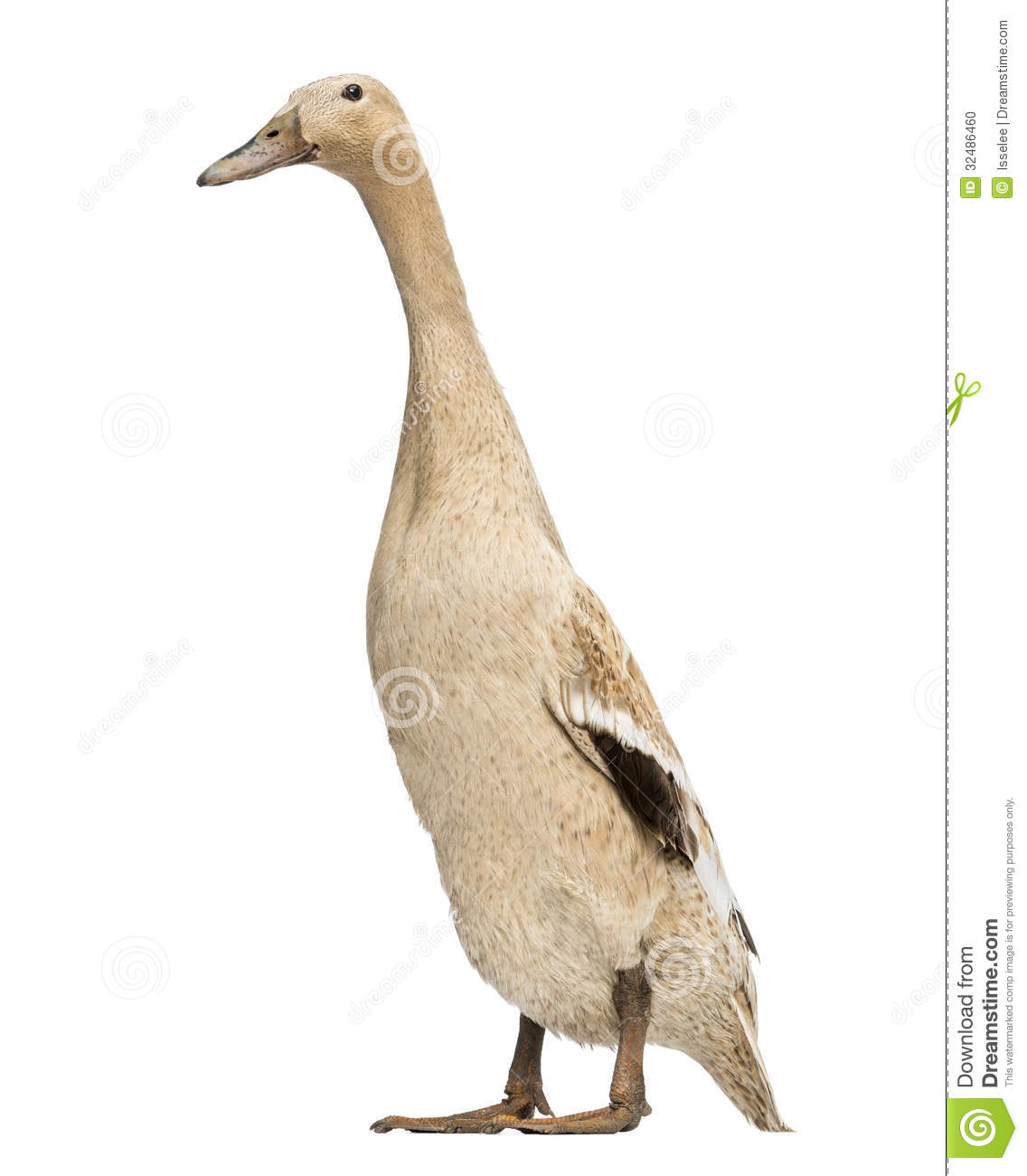 Female Indian Runner Duck, Anas Platyrhynchos Domesticus, Standing.