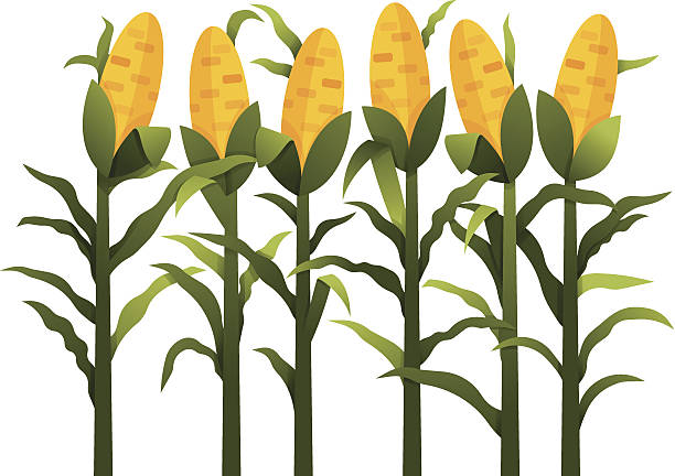 Corn Stalk Clipart.