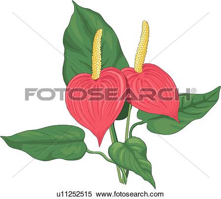 Clipart of Anthurium u11252515.