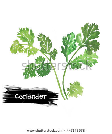 Apiaceae Stock Photos, Royalty.