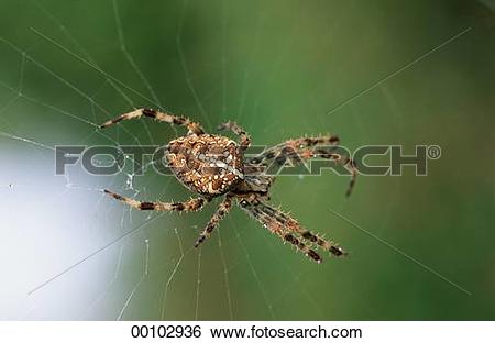 Stock Images of European garden spiders, Araneus, European garden.