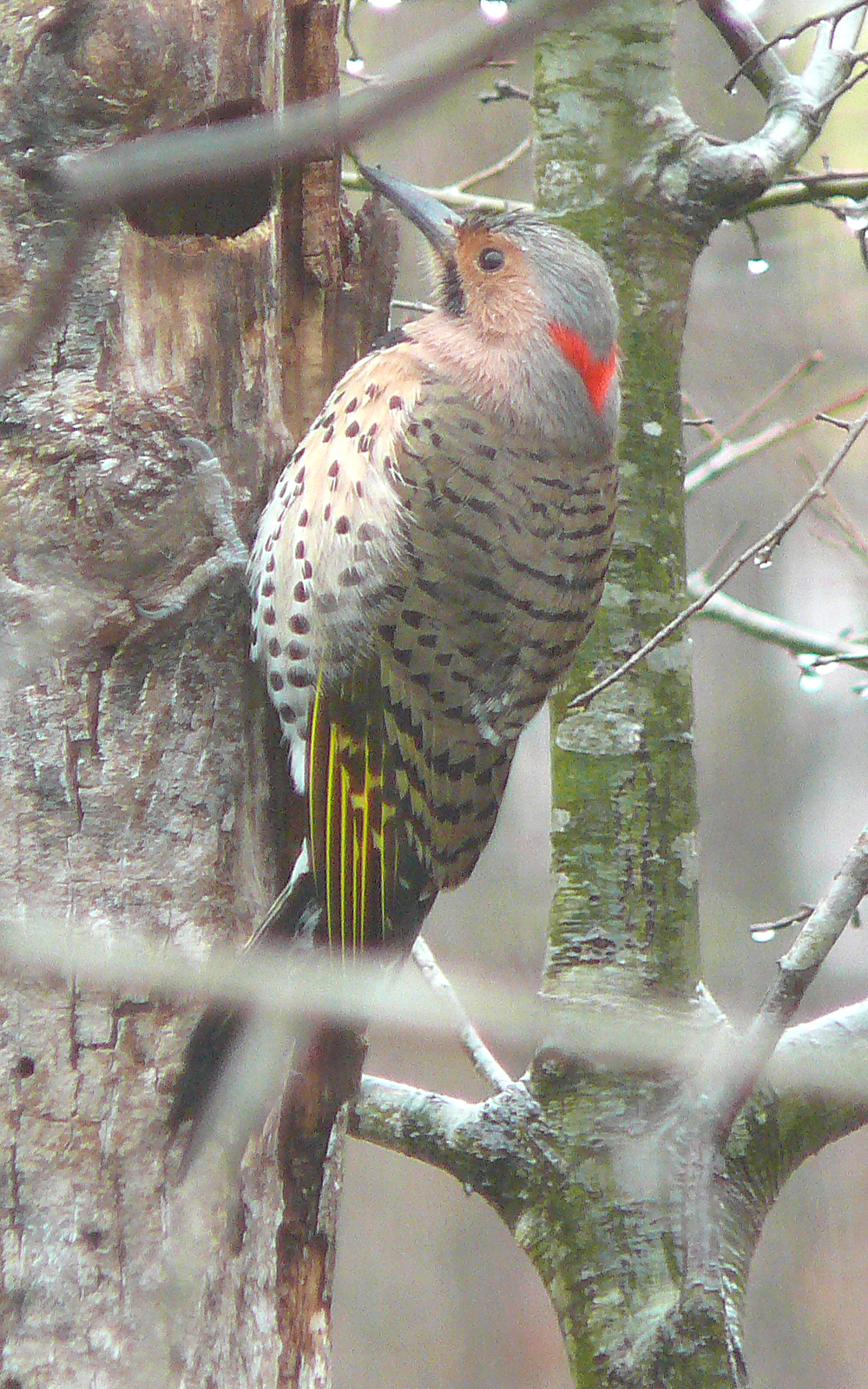 List of U.S. state birds.