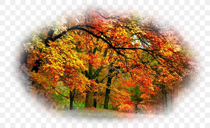 Desktop Wallpaper Autumn Beauty Oak, PNG, 800x500px, Autumn.