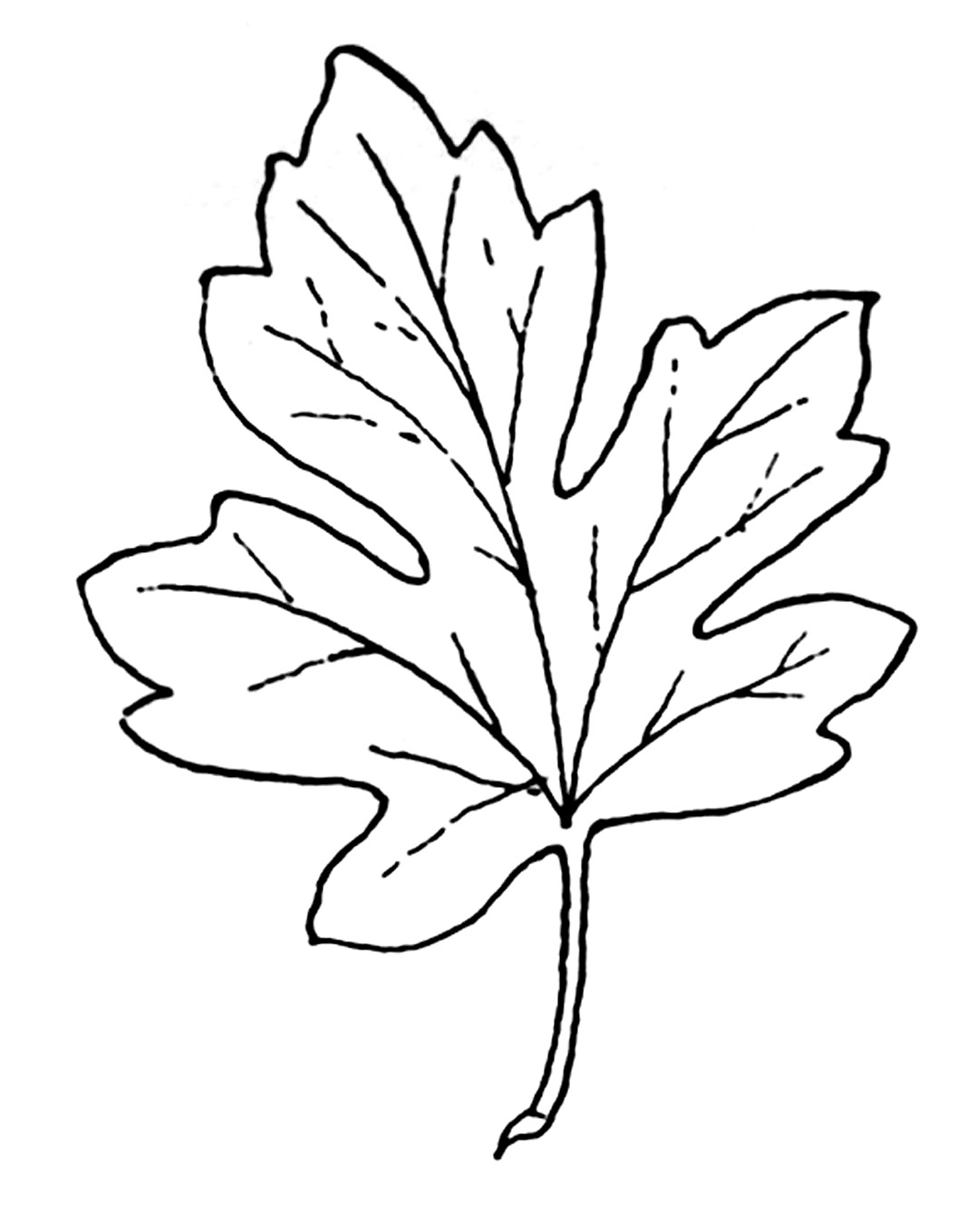 Free Black And White Autumn Leaves, Download Free Clip Art.