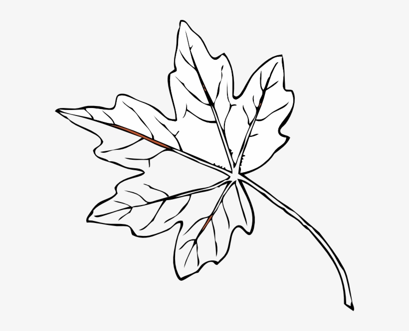 Maple Leaf Outline Vector.