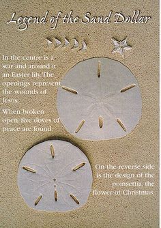 94 Best Sand Dollar Art images.