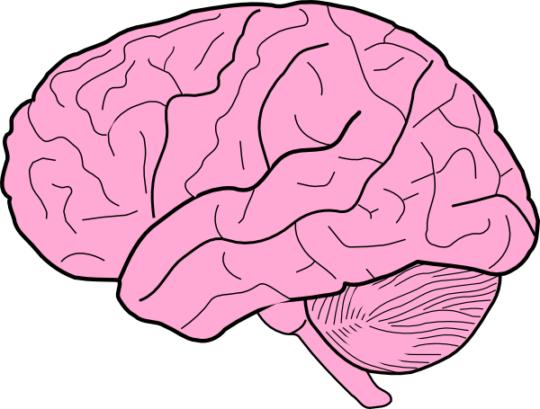 Brain Clipart.