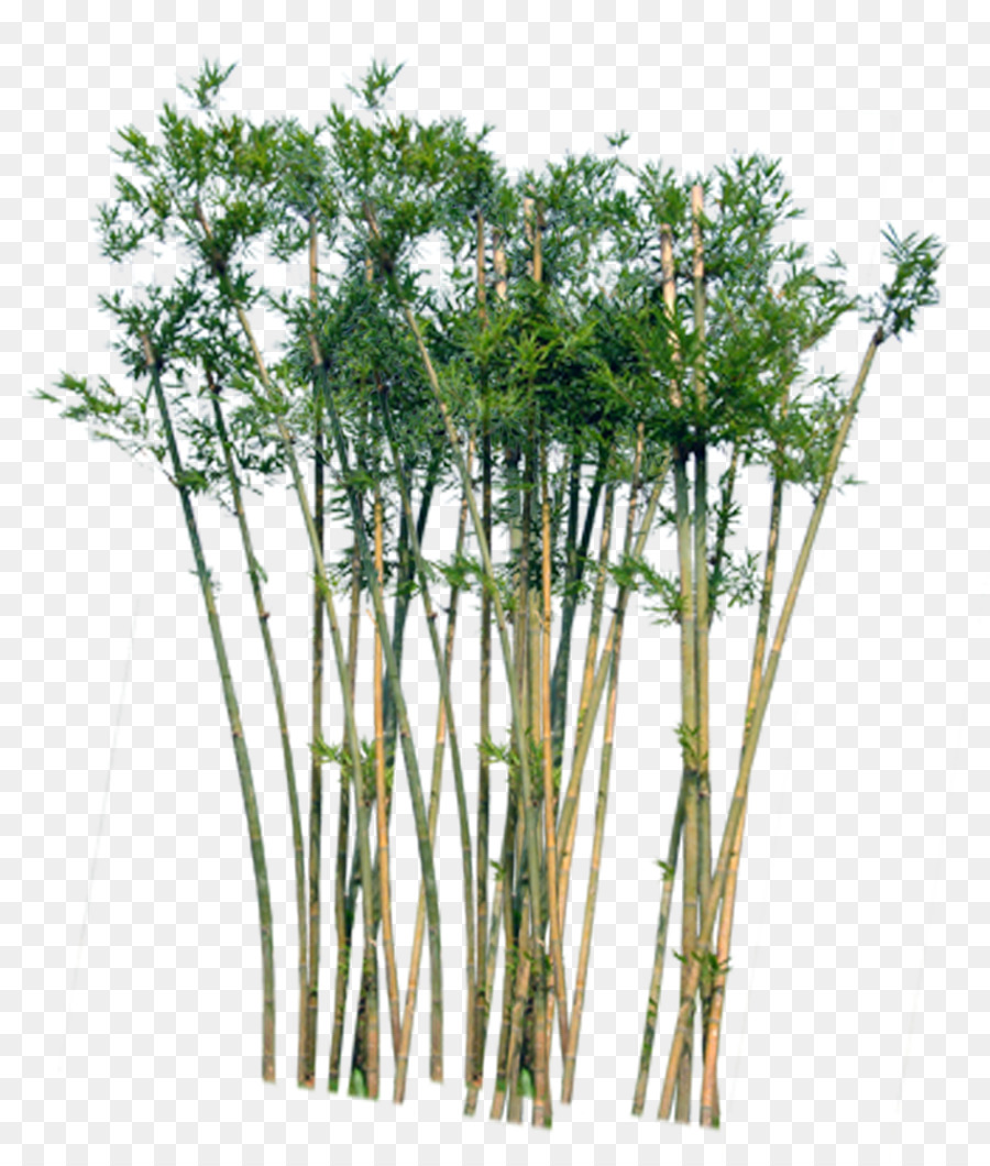 Bamboo Tree Png & Free Bamboo Tree.png Transparent Images #28337.