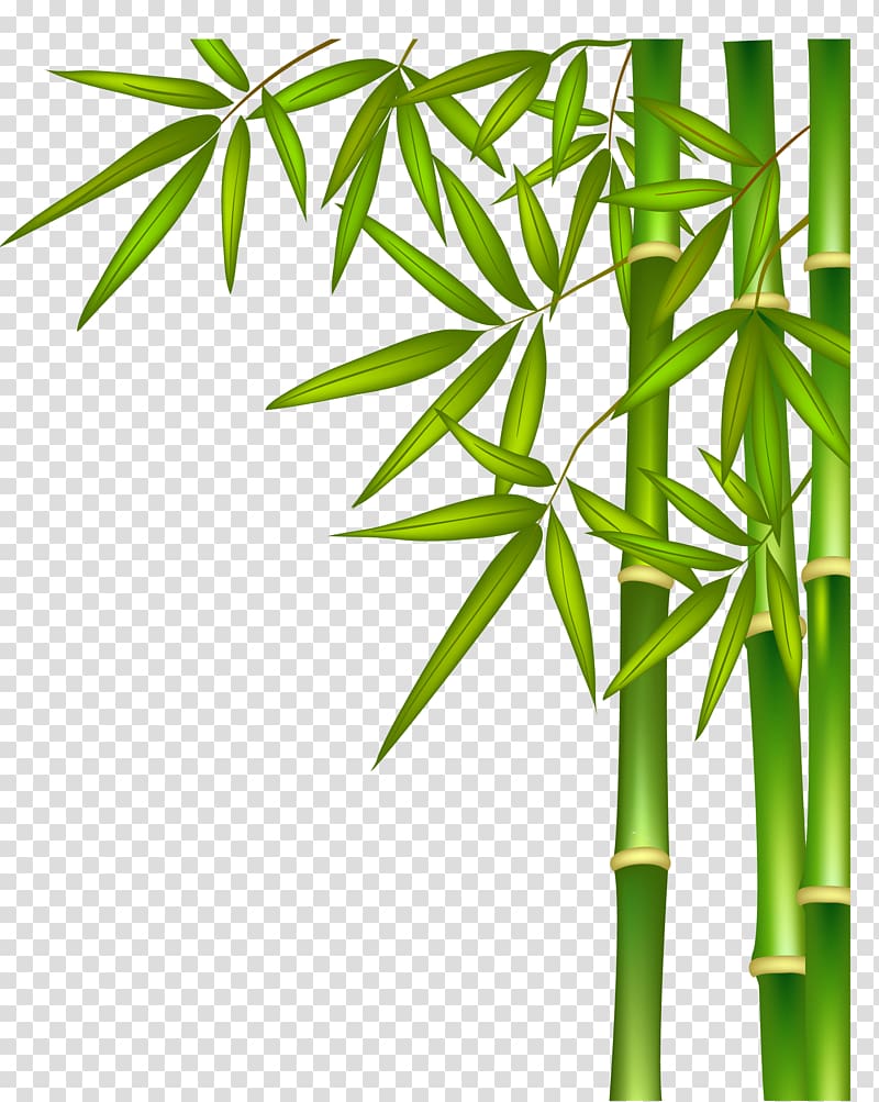 Green bamboo illustration, Green bamboo transparent.