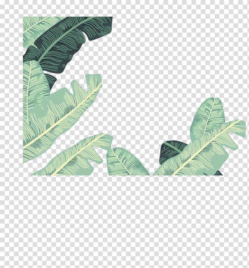 Green leafed plant, Banana leaf Euclidean , banana leaves.