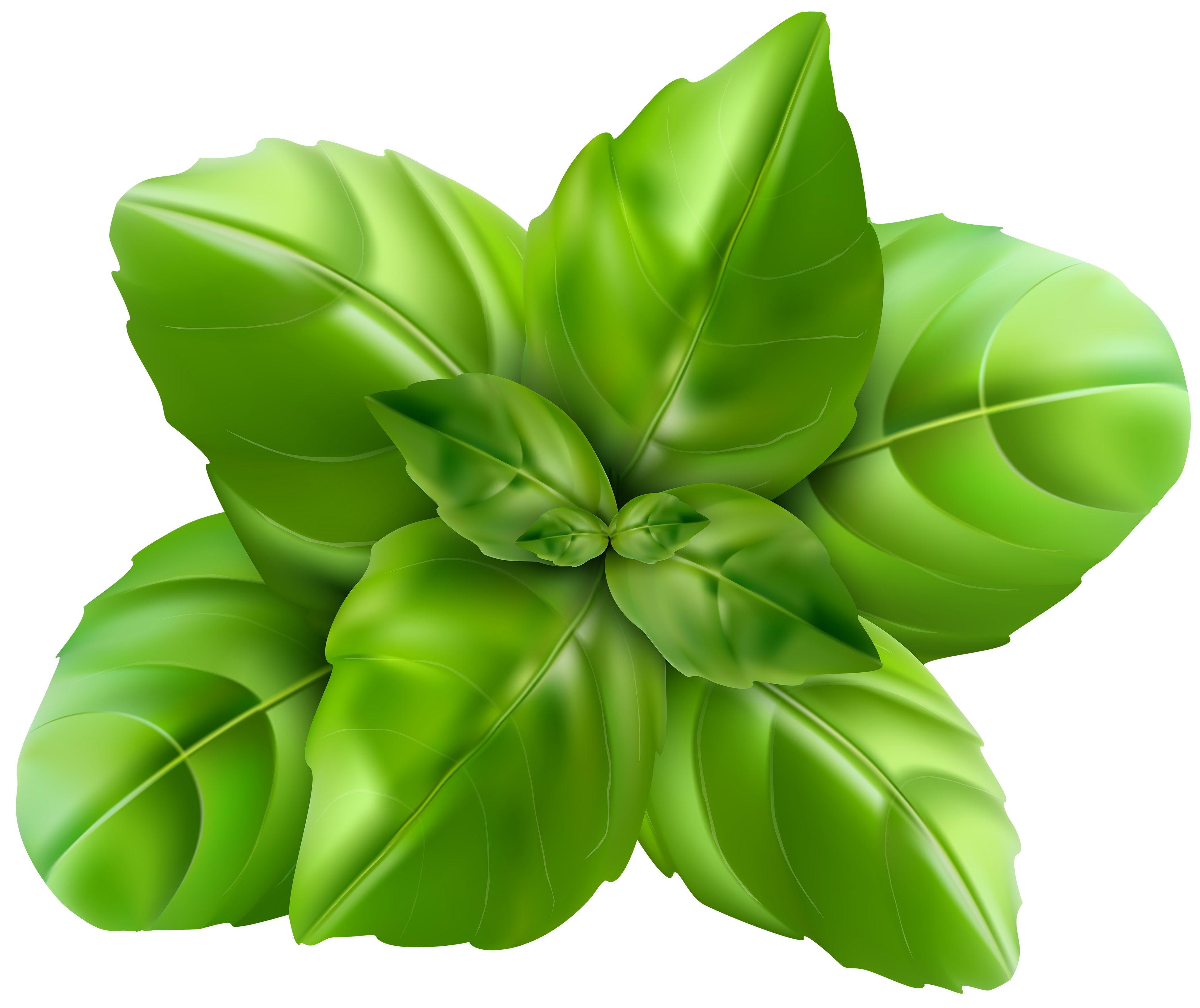 Basil PNG Clip Art Image.