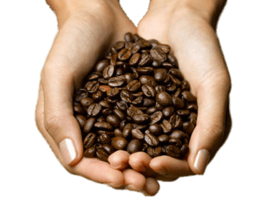 Coffee Beans In Hands transparent PNG.