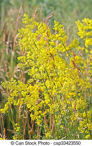 Stock Images of Galium verum or yellow bedstraw (Latin Galium.