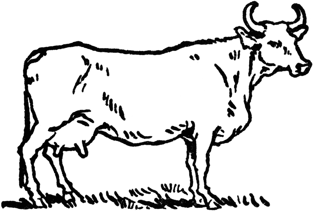 Beef Cow Clipart.