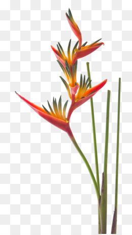 Bird Of Paradise Flower PNG and Bird Of Paradise Flower.