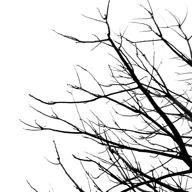 Free Tree Branch Black And White, Download Free Clip Art.