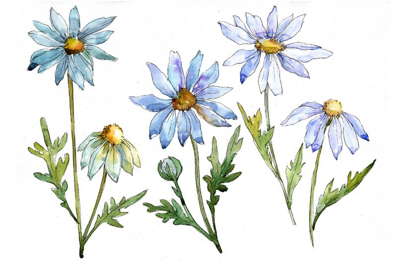 Watercolor blue daisy clipart, hand painted flowers, Commercial Use,  Personal Use.