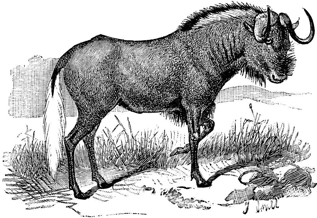 Wildebeest Clipart.