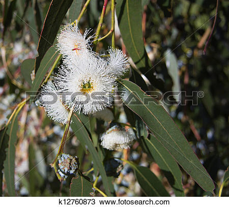 Stock Photo of Eucalyptus globulus.