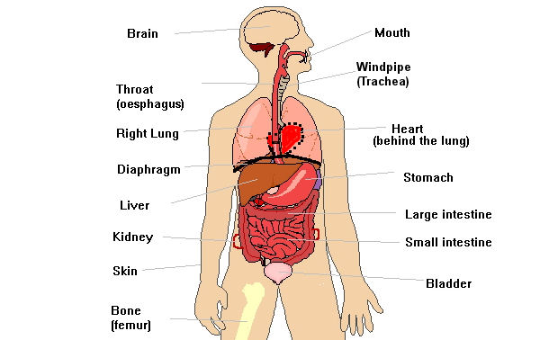 Free Human Body Organs, Download Free Clip Art, Free Clip.