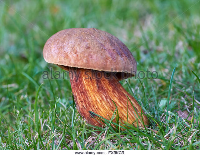 Lurid Bolete Boletus Luridus Stock Photos & Lurid Bolete Boletus.