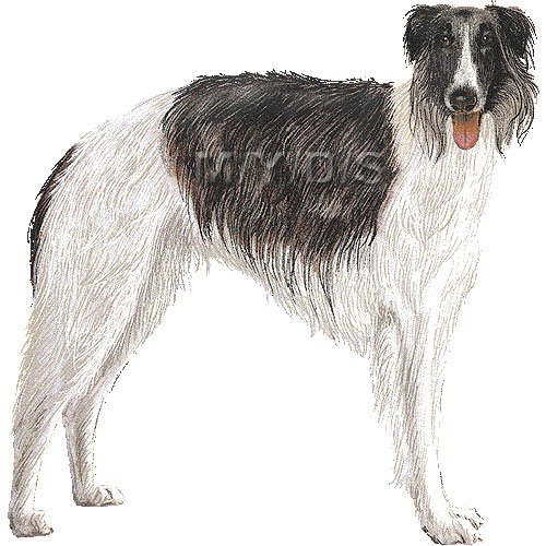 Borzoi, Russian Wolfhound clipart graphics (Free clip art.