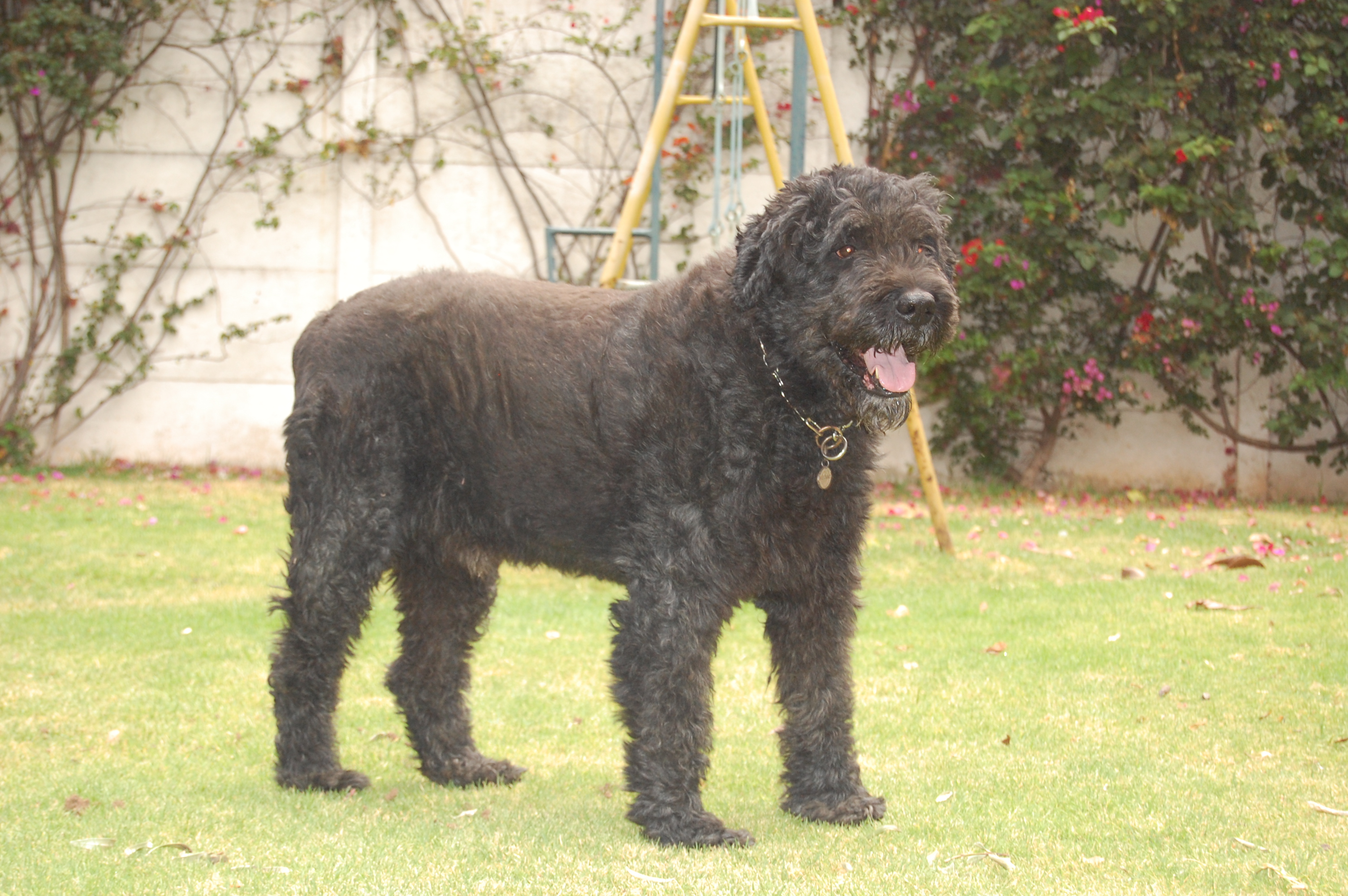 Bouvier Des Flandres Clip Art.