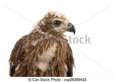 Stock Photos of Young Brahminy Kite , Red.