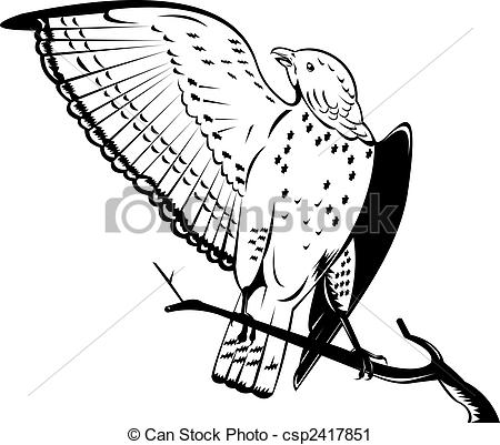 Clipart of Broad winged hawk.