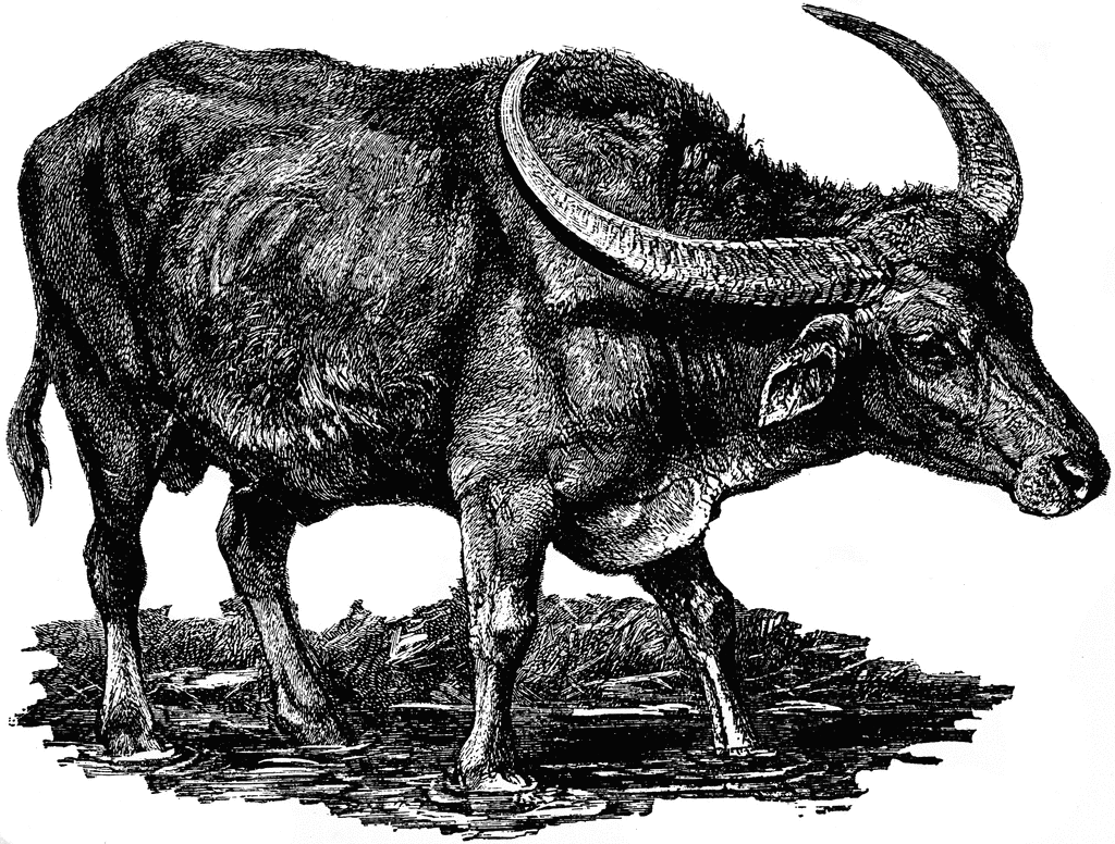 Domestic Water Buffalo.